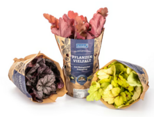 Purpurglöckchen (Heuchera)