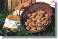 Kartoffeln Melina mehlig kochend